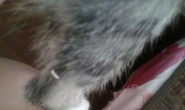 猫咪身体僵硬是怎么回事（探究宠物猫咪身体僵硬的原因及应对方法）