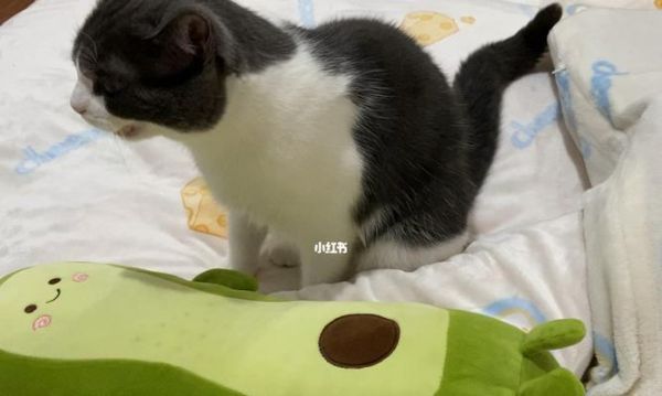 猫咪身体僵硬是怎么回事（探究宠物猫咪身体僵硬的原因及应对方法）