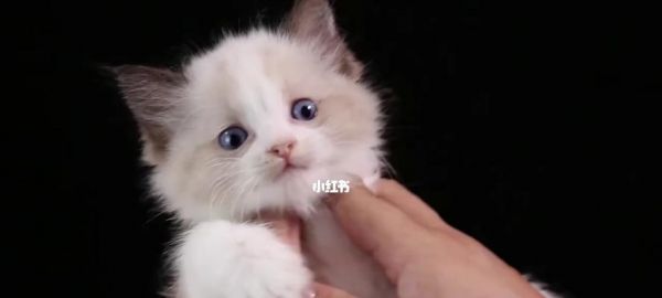 猫咪的成年之路——几岁算成年（从宠物的角度看待猫咪成年的标准）