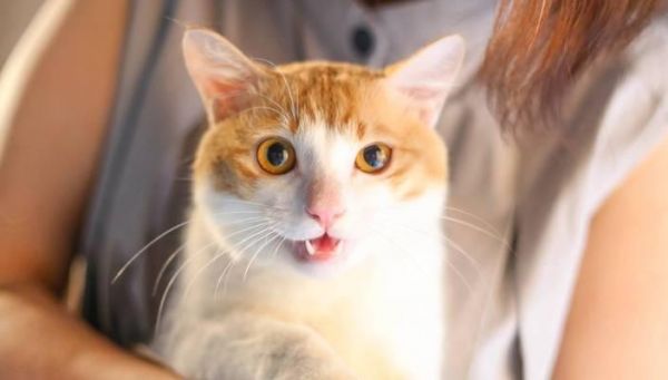 猫咪发情期的配种技巧（宠物繁殖知识与经验分享）