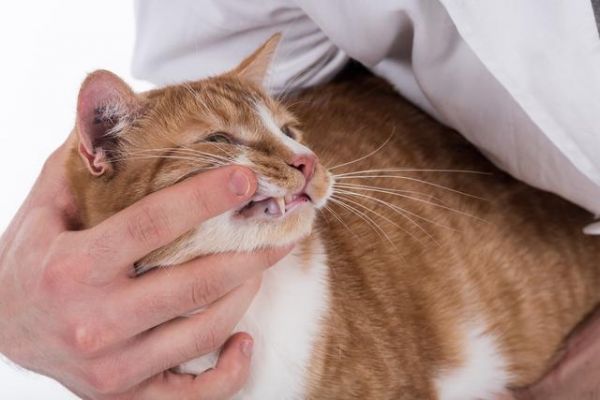 最正确的猫咪饲养方法（推荐收藏）