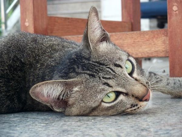 最正确的猫咪饲养方法（推荐收藏）