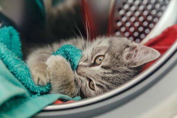 最正确的猫咪饲养方法（推荐收藏）
