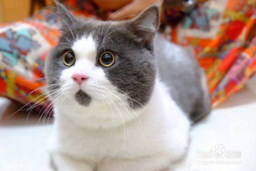 布偶猫的饲养方法