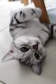 猫驱虫指南来喽!新手如何正确地给猫驱虫?