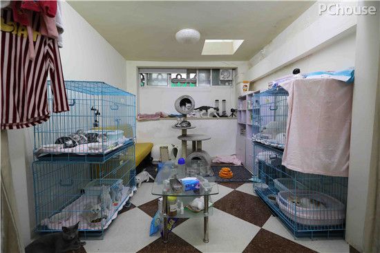 人猫房主房主争夺战 奇葩宠物之家大改造