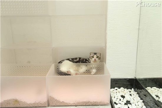 人猫房主房主争夺战 奇葩宠物之家大改造