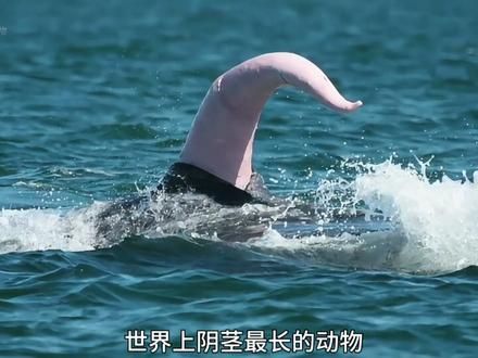 海洋里的流氓，找其他物种杂交，杂交后代还能生育 #动物科普 #深海巨物 #海洋知识讲解