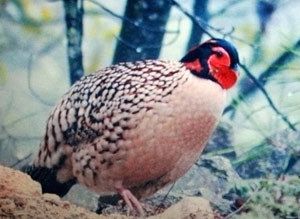 （图）黄腹角雉