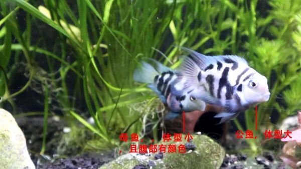 迷你鹦鹉鱼繁殖前兆是什么？3 种繁殖期详解