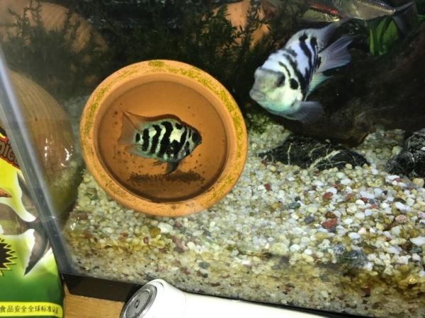 迷你鹦鹉鱼繁殖前兆是什么？3 种繁殖期详解