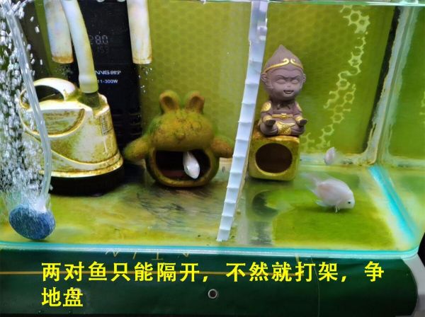迷你鹦鹉鱼繁殖前兆是什么？3 种繁殖期详解