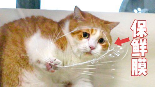 都是保鲜膜挑战，为什么我的猫却不一样？！