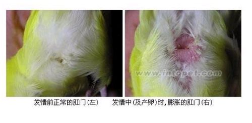 虎皮鹦鹉怎么繁殖
