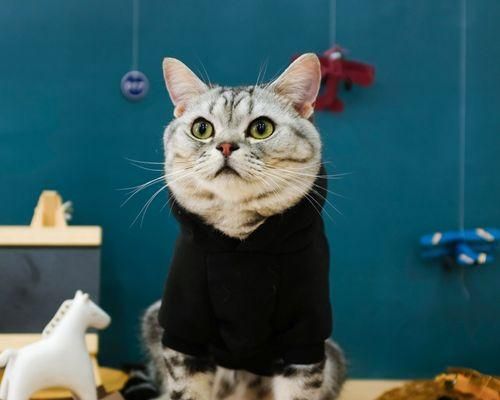 猫咪脱毛期多久一次（了解猫咪脱毛周期及如何帮助猫咪减少脱毛）
