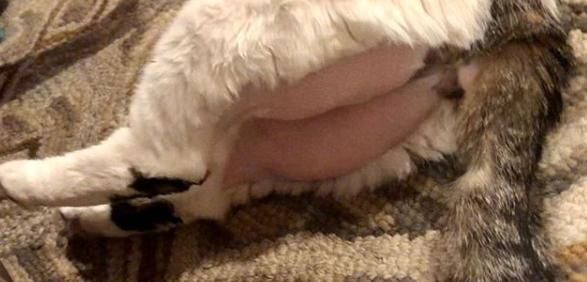 猫咪脱毛期多久一次（了解猫咪脱毛周期及如何帮助猫咪减少脱毛）