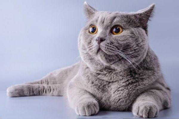 宠物猫