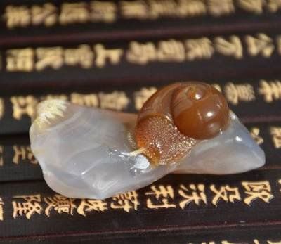 宠物蜗牛种类盘点，懒癌晚期的人肯定喜欢蜗牛！