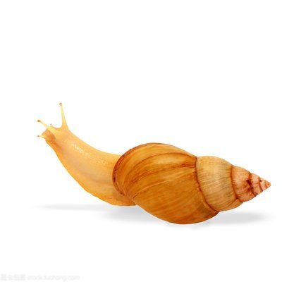 宠物蜗牛种类盘点，懒癌晚期的人肯定喜欢蜗牛！