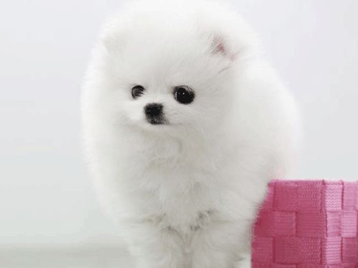 银狐犬幼犬图片