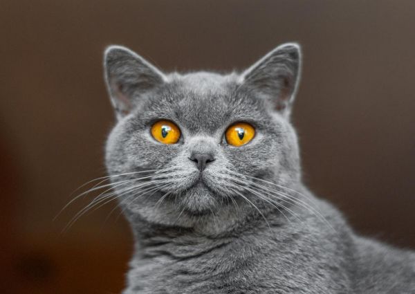 英短蓝猫图片