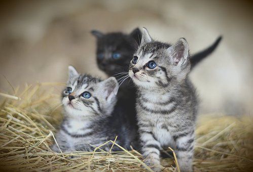 cat-3535399__340.jpg