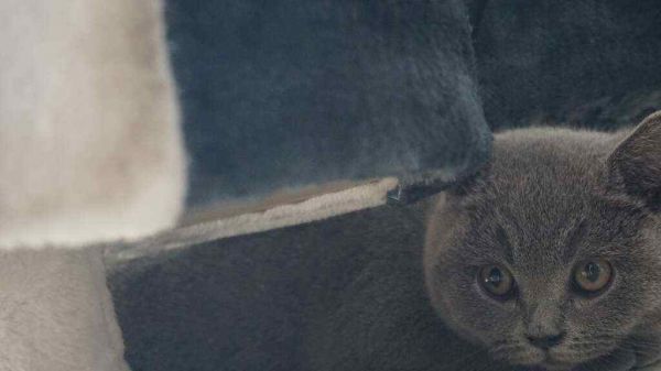 宠物猫咪寄养需要注意什么?