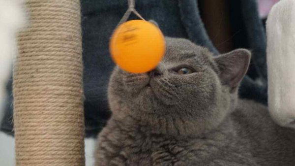 宠物猫咪寄养需要注意什么?