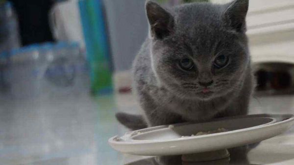 宠物猫咪寄养需要注意什么?