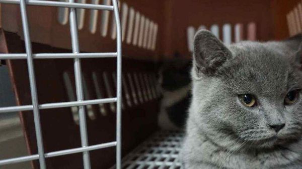 宠物猫咪寄养需要注意什么?