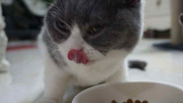 宠物猫咪寄养需要注意什么?
