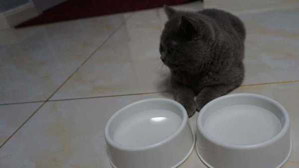 宠物猫咪寄养需要注意什么?