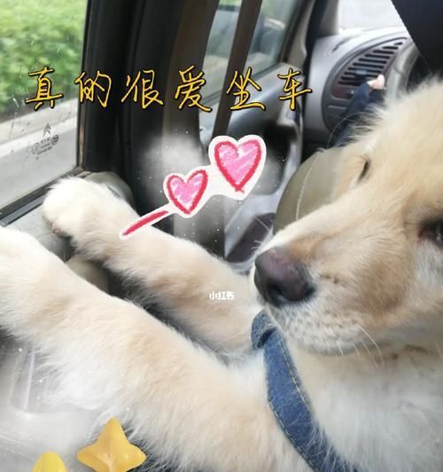 带狗狗出行的注意事项（为宠物健康安全着想，出行前必知的15件事）