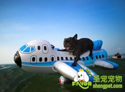 斗牛犬