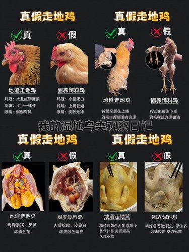 真假走地鸡怎么分辨