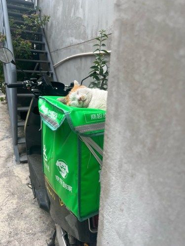 猫师傅不好好配送在这里偷懒睡大觉！