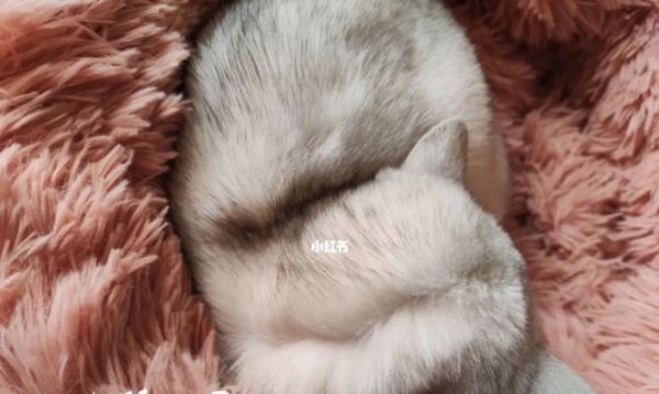 宠物猫先洗澡还是先外驱（正确的顺序让你的猫咪健康又舒适）