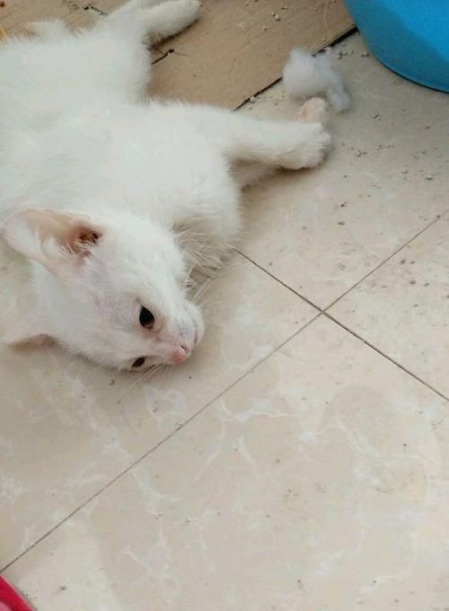 宠物猫先洗澡还是先外驱（正确的顺序让你的猫咪健康又舒适）