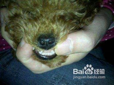 如何在日常中了解宠物贵宾犬排泄的动作信号