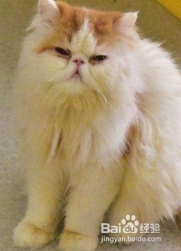 怎样排查宠物猫过敏的常见原因？