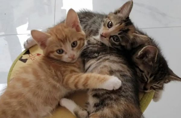 豚鼠过敏可以养猫狗等宠物吗？