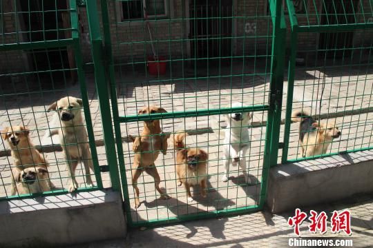 内地民间力量助推动物救助 草根组织遭遇