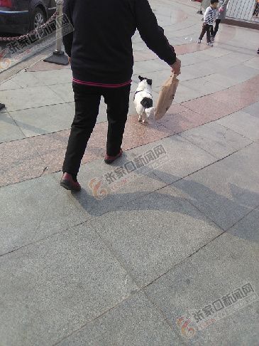 张家口市“桥西模式”探路养犬管理社会化（图）