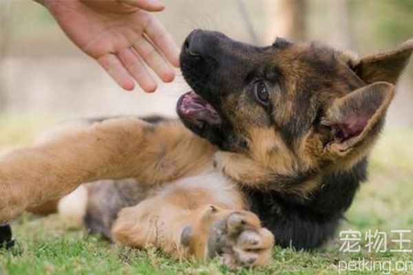 狼狗幼犬喂食