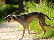 啸天犬的原型,几近灭绝的中国猎犬——细犬