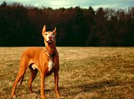 已存在至少五千年的古老犬种——法老王猎犬