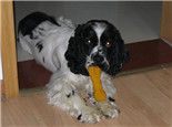 美国可卡犬的形态特征
