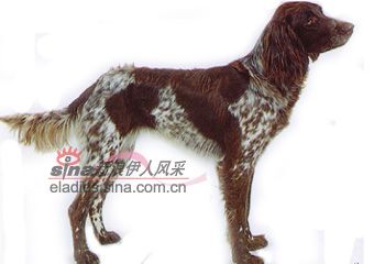 德国向导猎犬（GERMAN POINTERS）