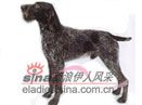 德国向导猎犬