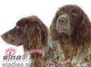 德国向导猎犬
